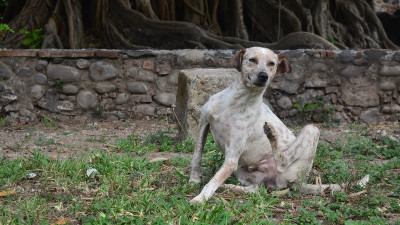¿Cómo acabar con las pulgas y garrapatas en mi mascota? 
